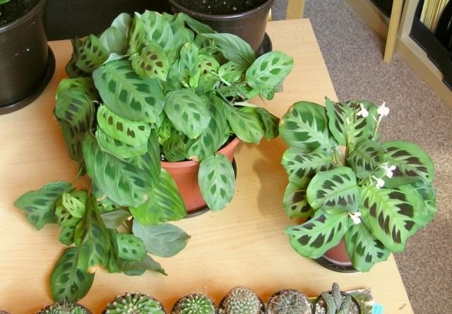 Маранта беложилковатая, разновидность Керхова (Maranta leuconeura var. kerchoveana)