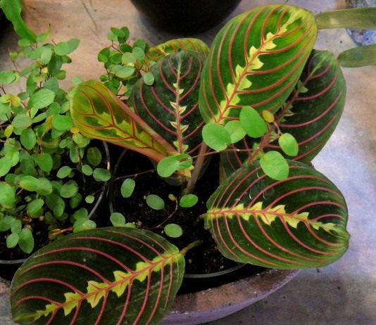 Маранта — молящаяся трава - Комнатные растения Маранта беложилковатая, разновидность краснолистная (Maranta leuconeura var. erytrophylla)
