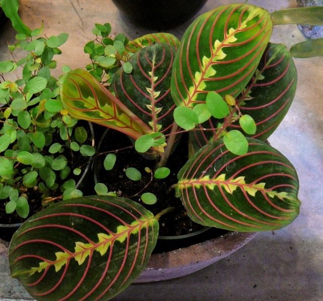 Маранта беложилковатая, разновидность краснолистная (Maranta leuconeura var. erytrophylla)