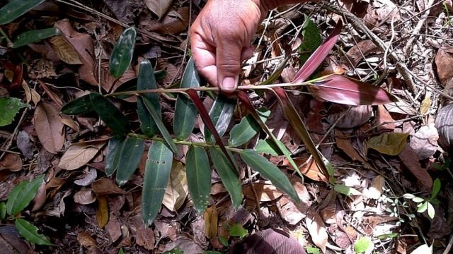 Маранта (Maranta subterranea)