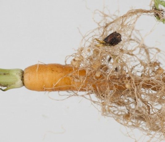 Морковь поражённая Нематодами