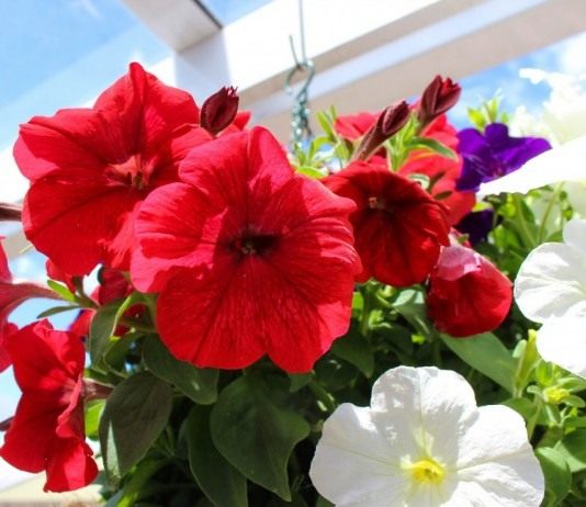 Петунии (Petunia)