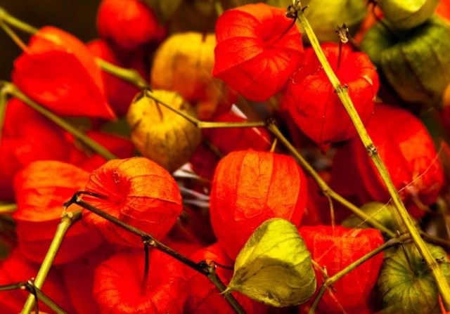 Физалис обыкновенный (Physalis alkekengi) Физалис обыкновенный (Physalis alkekengi)