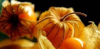 Физалис перуанский, или Капский крыжовник (Physalis peruviana)