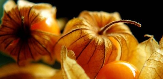 Физалис перуанский, или Капский крыжовник (Physalis peruviana)