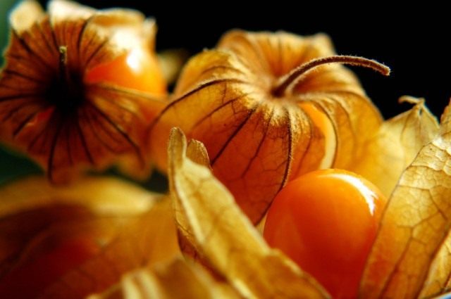 Физалис перуанский, или Капский крыжовник (Physalis peruviana) Физалис перуанский, или Капский крыжовник (Physalis peruviana)