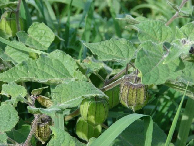Физалис перуанский, или Капский крыжовник (Physalis peruviana) Физалис перуанский, или Капский крыжовник (Physalis peruviana)