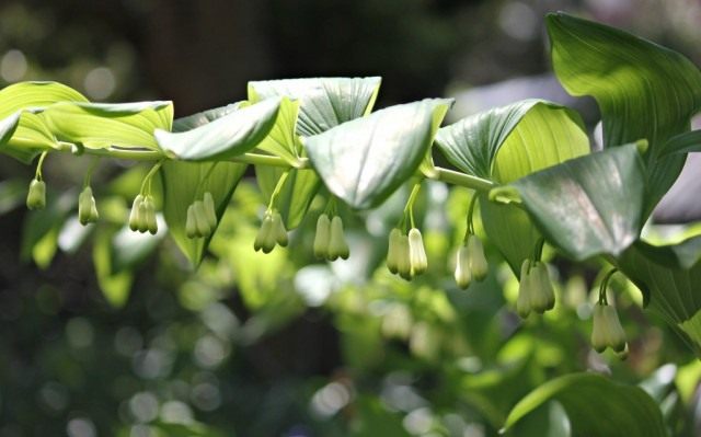 Купену двухцветковая (широколистная) (Polygonatum biflorum)