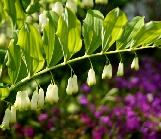 Купена, или Соломонова печать - Цветы многолетние Купена многоцветковая (Polygonatum multiflorum)