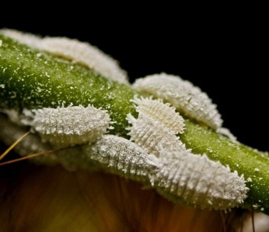 Мучнистые червецы (Pseudococcidae)