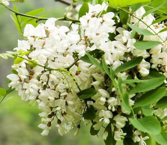 Робиния ложноакациевая