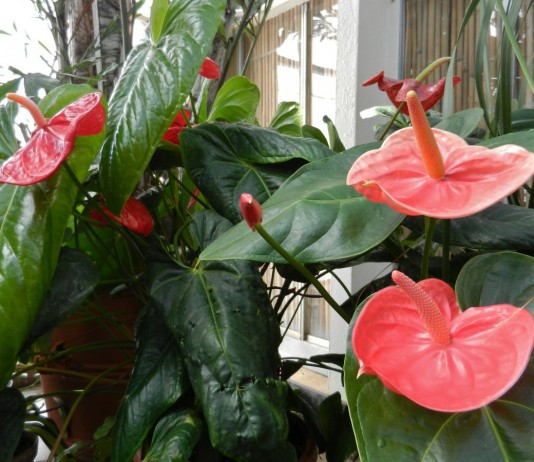 Антуриум (Anthurium)