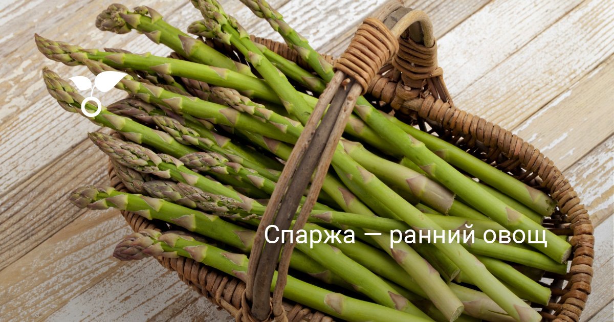 Спаржа — ранний овощ
