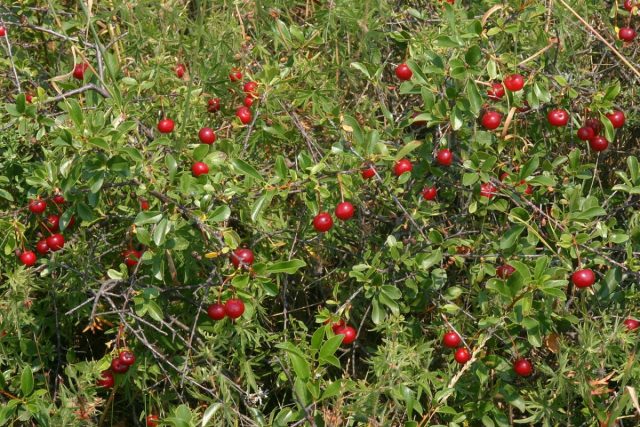 Вишня степная (Prunus fruticosa)