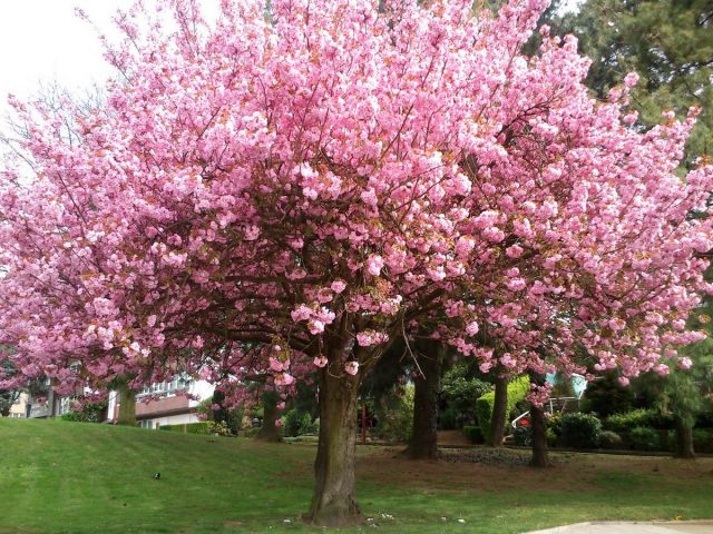 Сакура, или Вишня мелкопильчатая (Prunus serrulata)