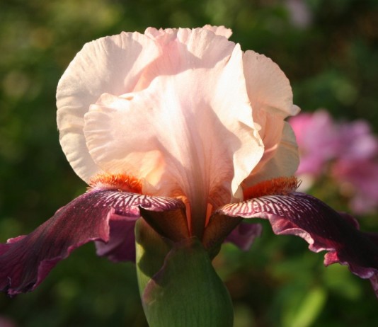 Ирис — чудо с Востока - Цветы многолетние Ирис — чудо с Востока