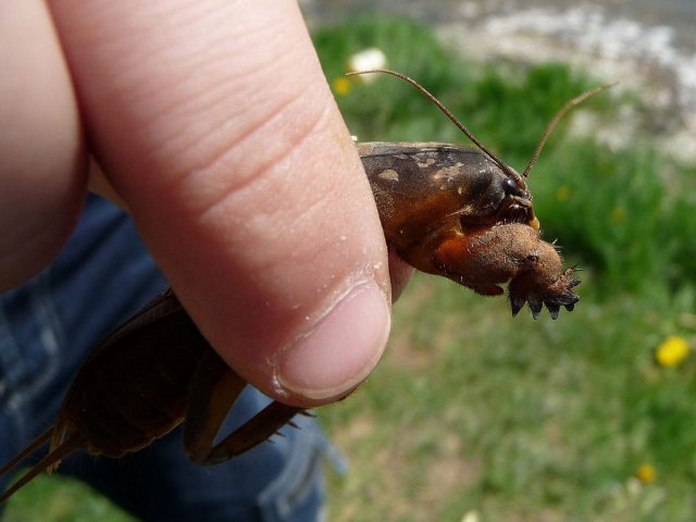 Медведка обыкновенная (Gryllotalpa gryllotalpa)