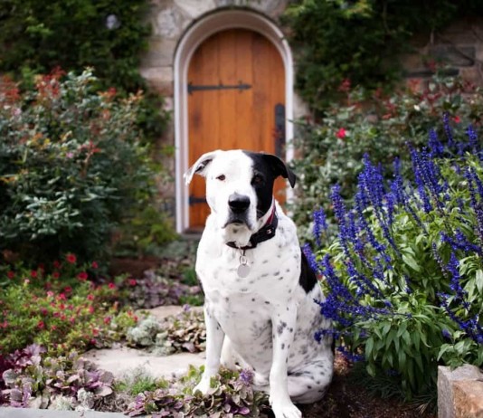 Растения опасные для домашних животных - Красивоцветущие Многие растения опасны для домашних животных