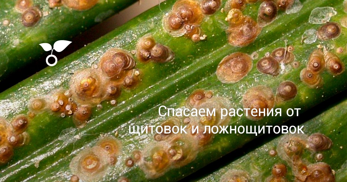 Спасаем растения от щитовок и ложнощитовок