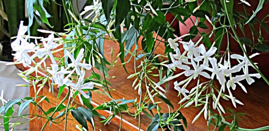 Жасмин лекарственный (Jasminum officinale)