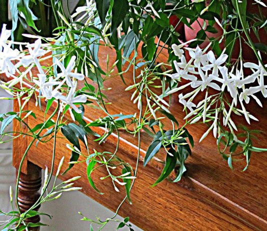 Жасмин лекарственный (Jasminum officinale)