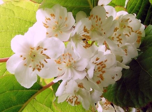 Цветки Актинидии коломикта, или крыжовника амурского (Actinidia kolomikta)