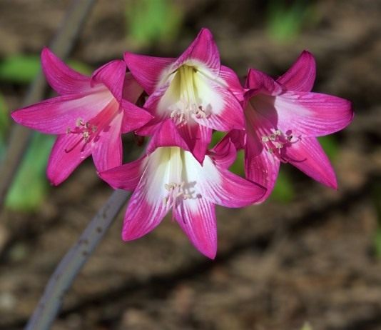 Амариллис белладонна - Комнатные растения Амариллис белладонна, или Амариллис красавица