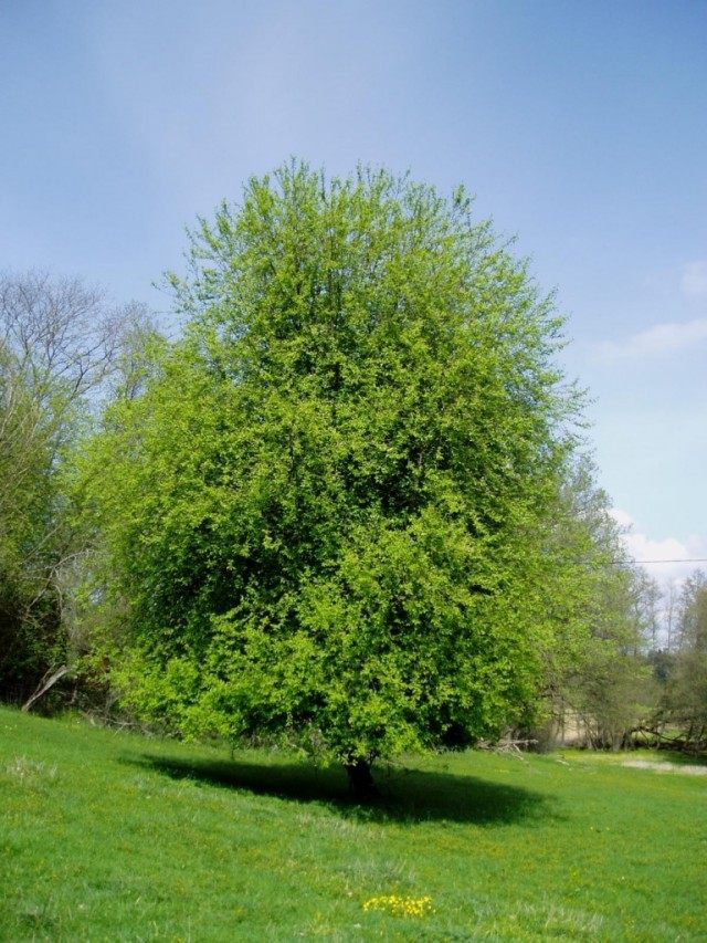 Черёмуха обыкновенная (Prunus padus) Черёмуха обыкновенная (Prunus padus)