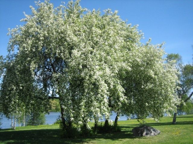 Черёмуха обыкновенная (Prunus padus) Черёмуха обыкновенная (Prunus padus)