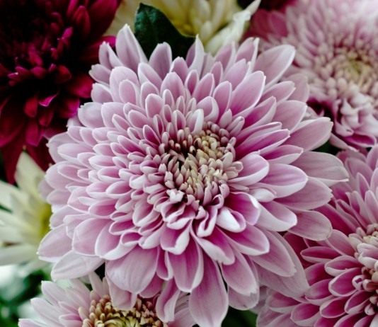 Хризантема садовая, или Хризантема китайская