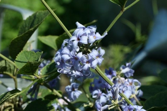 Клематис борщевиколистный (Clematis heracleifolia)