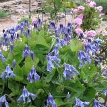 Клематис цельнолистный (Clematis integrifolia)
