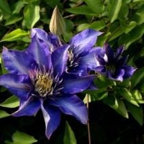 Клематис шерстистый, сорт 'Multi Blue' (Clematis lanuginosa)