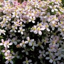 Клематис горный (Clematis montana)