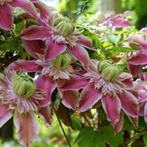 Клематис раскидистый, сорт 'Josephine Evijohill' (Clematis patens)