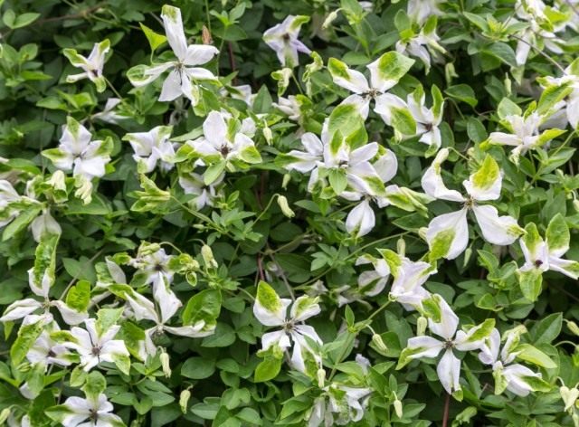 Клематис фиолетовый, или Клематис виноградничковый (Clematis viticella)