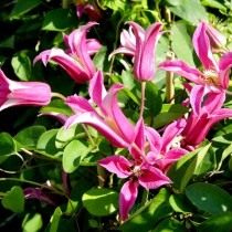 Клематис техасский, сорт 'Princess Diana' (Clematis texensis)