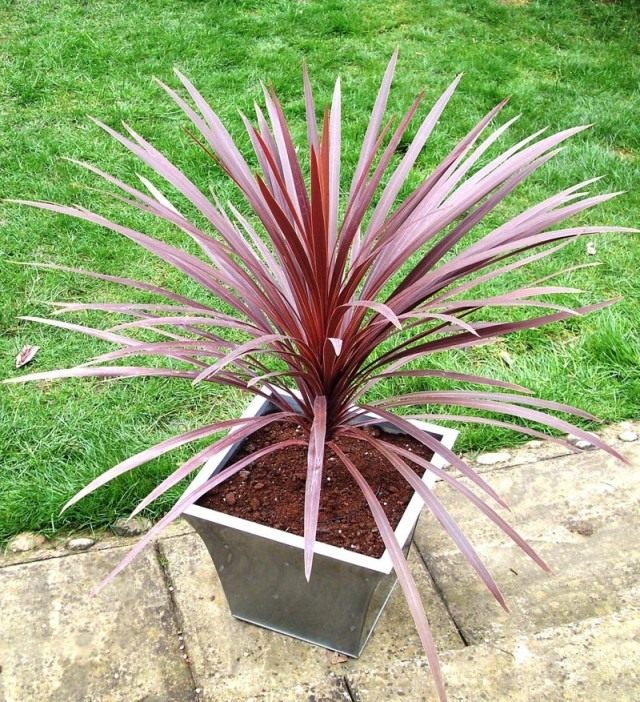 Кордилина южная (Cordyline australis)