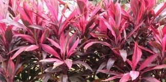 Кордилина верхушечная (Cordyline terminalis), или Кордилина кустарниковая (Cordyline fruticosa)
