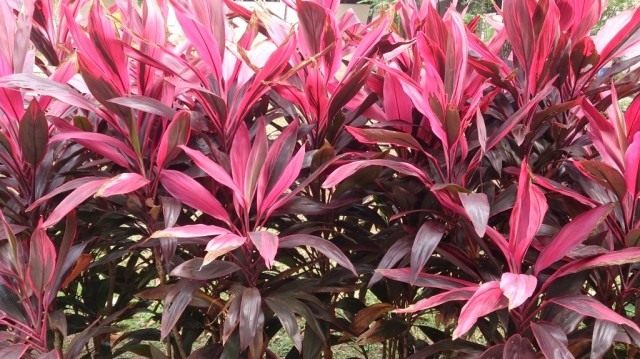 Кордилина верхушечная (Cordyline terminalis), или Кордилина кустарниковая (Cordyline fruticosa)