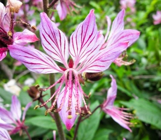 Ясенец, или Неопалимая купина - Цветник и ландшафт Цветок ясенца белого (Dictamnus albus)