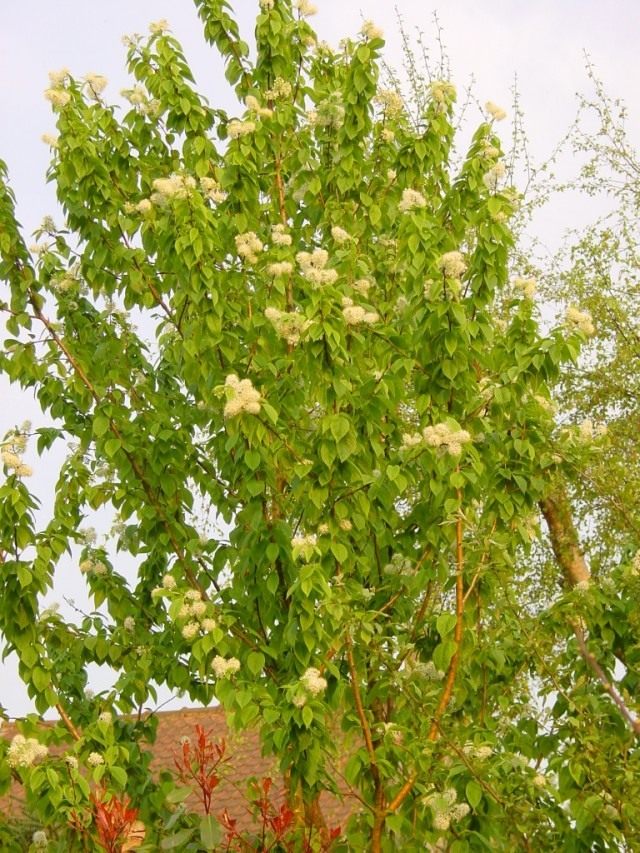 Черёмуха Маака (Prunus maackii) Черёмуха Маака (Prunus maackii)