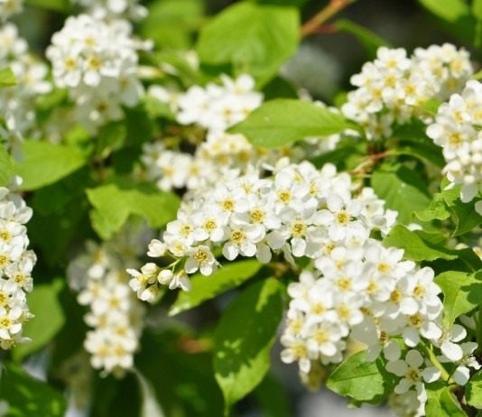 Черёмуха обыкновенная (Prunus padus)