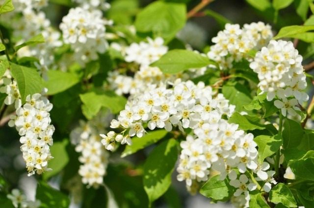 Черёмуха обыкновенная (Prunus padus) Черёмуха обыкновенная (Prunus padus)