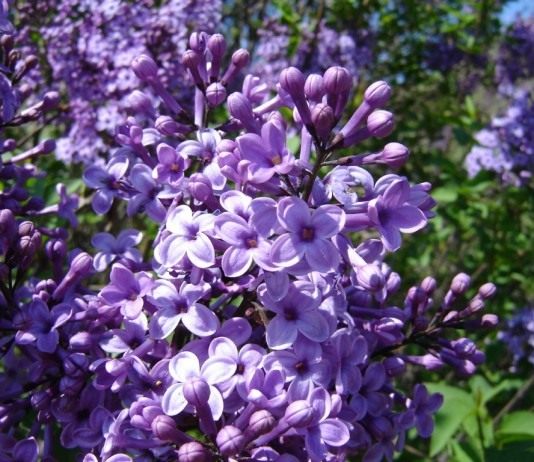 Сирень обыкновенная