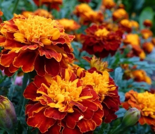Бархатцы (Tagetes)