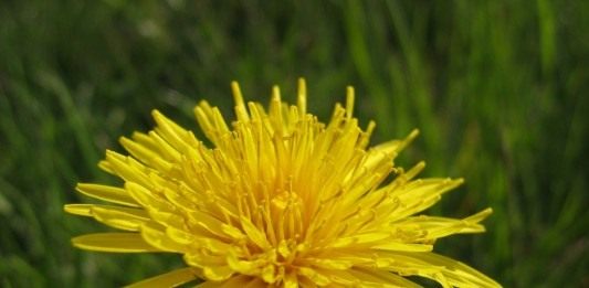 Одуванчик лекарственный (Taraxacum officinale)