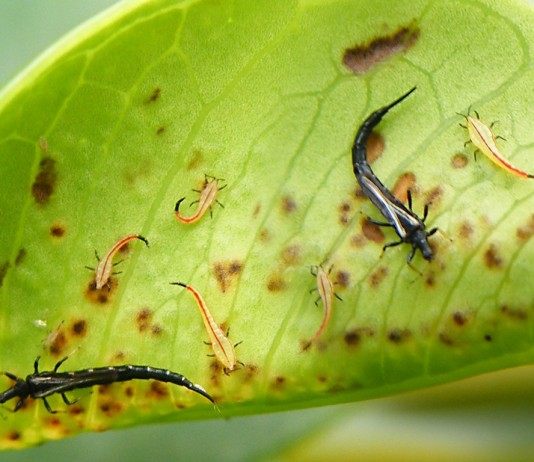 Трипсы, или пузыреногие (лат. Thysanoptera)