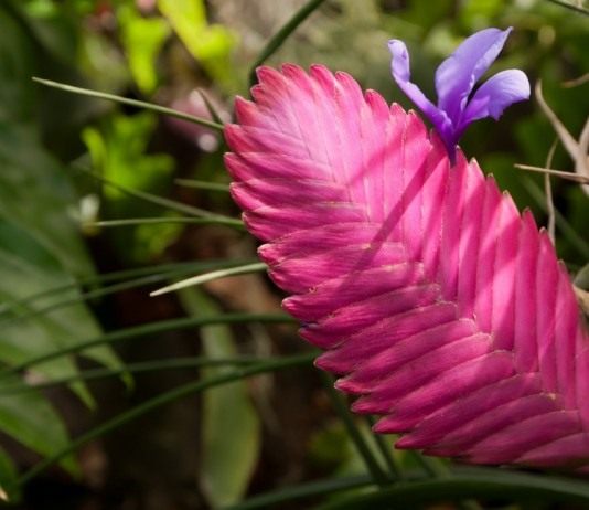 Тилландсия синяя (Tillandsia cyanea)