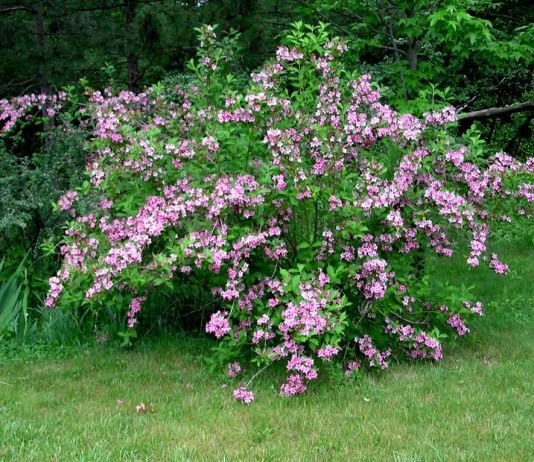 Вейгела — виды и выращивание - Цветник и ландшафт Вейгела